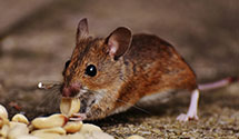 24 Hour & Emergency Exterminators in S Bound Brook, NJ